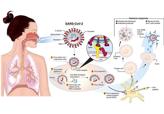 A Snapshot of the Global Race for Vaccines Targeting SARS-CoV-2 and the COVID-19 Pandemic